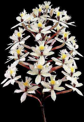 Epidendrum elongatum v alba